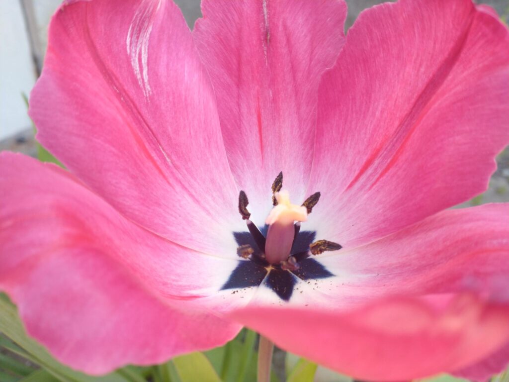 close up of center of pink tulip bloom