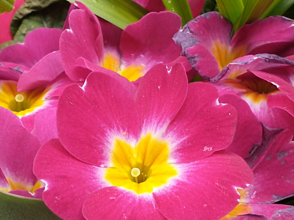 pink blooms with yellow centers